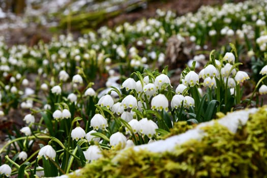 blooming snowflakes on a damp forest floor