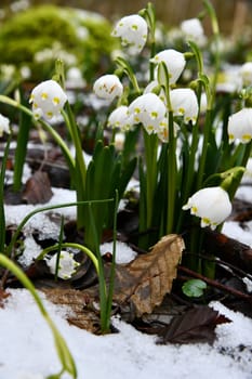 blooming snowflakes on a damp forest floor