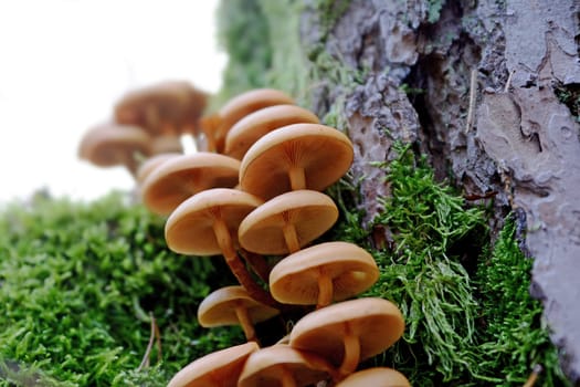 Collection of little yellow mica-sparrow mushroom on a tree stump with moss
