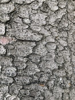 cracked tree bark, texture, abstract background