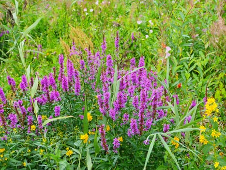 Lythrum salicaria bright wildflower blooming on meadow