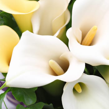 Lovely tender white callas with green leaves. Greeting card or label for product with calla lily scent. Zantedeschia, calla. Pistil-cob.