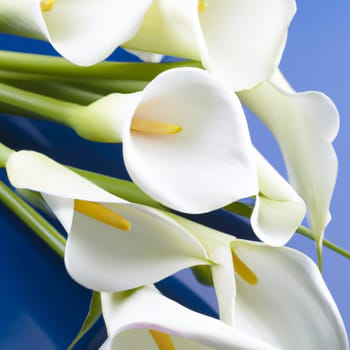 Lovely tender white callas with green leaves. Greeting card or label for product with calla lily scent. Zantedeschia, calla. Pistil-cob.