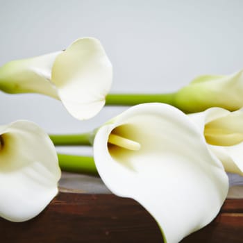Lovely tender white callas with green leaves. Greeting card or label for product with calla lily scent. Zantedeschia, calla. Pistil-cob.