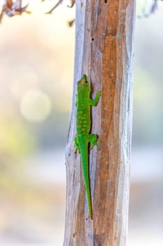 Phelsuma grandis, endemic diurnal arboreal species of day gecko, part of the Phelsuma lizards group. Antsiranana, Madagascar wildlife animal
