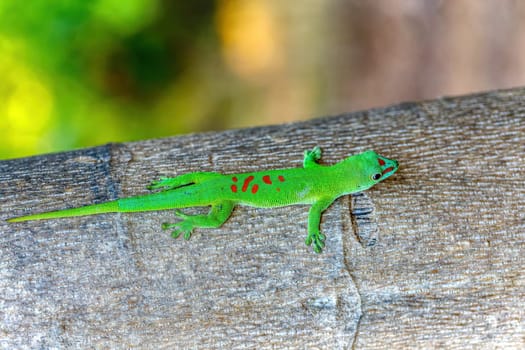 Phelsuma grandis, endemic diurnal arboreal species of day gecko, part of the Phelsuma lizards group. Ankarana Special Reserve, Madagascar wildlife animal