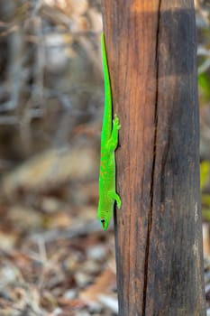 Phelsuma grandis, endemic diurnal arboreal species of day gecko, part of the Phelsuma lizards group. Antsiranana, Madagascar wildlife animal