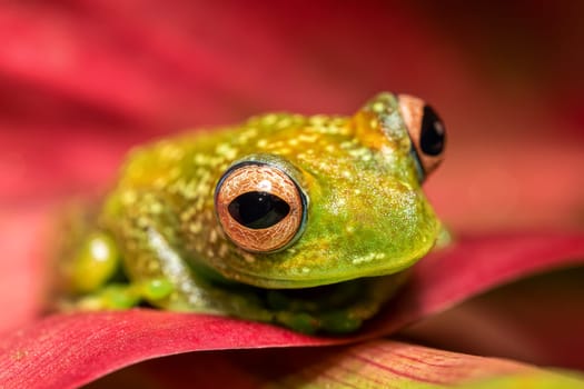 Boophis elenae, endemic species of frog in the family Mantellidae, Ranomafana National Park, Madagascar wildlife animal