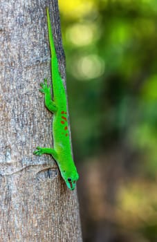 Phelsuma grandis, endemic diurnal arboreal species of day gecko, part of the Phelsuma lizards group. Ankarana Special Reserve, Madagascar wildlife animal