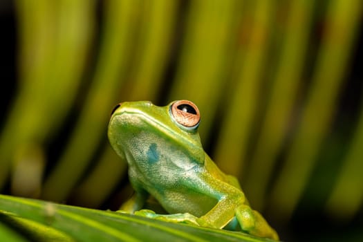 Boophis sibilans, endemic species of frog in the family Mantellidae. Ranomafana National Park, Madagascar wildlife animal