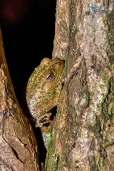 Platypelis grandis, endemic species of frog in the family Microhylidae. Nosy Mangabe, Madagascar wildlife animal