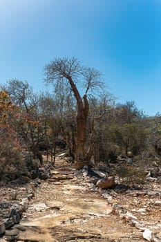 Tourist trail in Tsimanampetsotsa national park known as Tsimanampetsotsa Nature Reserve. South-west Madagascar wilderness landscape.