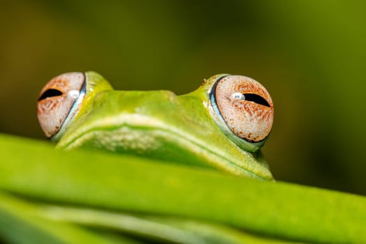 Boophis sibilans, endemic species of frog in the family Mantellidae. Ranomafana National Park, Madagascar wildlife animal