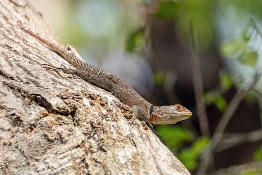 Cuvier's Madagascar swift (Oplurus cuvieri), knows as Madagascan collared iguana or iguanid lizard. Endemic species of lizard in the family Opluridae. Tsingy de Bemaraha, Madagascar wildlife animal