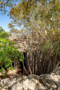 Massive banyan fig at sinkhole, with its roots grows so that it forms a small forest and amazing natural scenery. Tsimanampetsotsa national park. Madagascar wilderness landscape.
