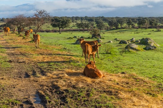 Cattle in a meadow near Caceres. Extremadura, Spain.