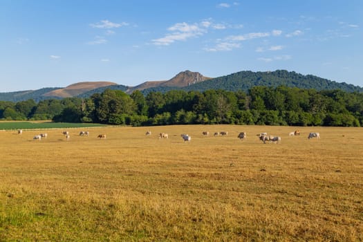Cows grazing in Pyrenees, meadows at Navarra. Spain