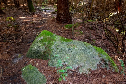 The moss on the trees in the woods at Geres, Portuguese National Park