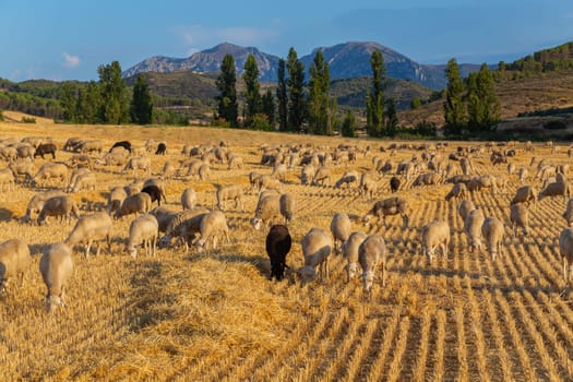 Sheeps pacing peacefully in the mountains of the Basque Country. Spain