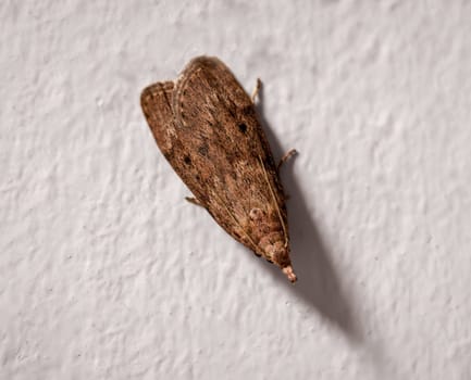 A bumblebee wax moth, Aphomia sociella on a white wall.