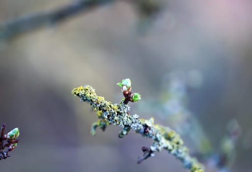 The branch of a fruit tree in spring covered with mosses and lichens.