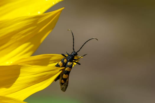 A four-banded narrowbuck, Leptura quadrifasciata on a sunflower.