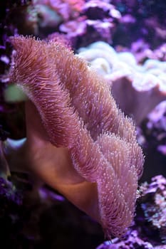 A large anemone in a beautiful marine aquarium.