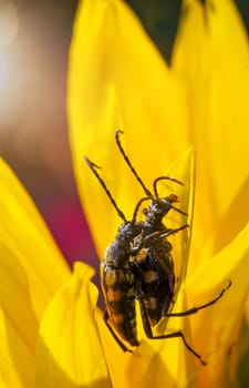 A four-banded narrowbuck, Leptura quadrifasciata on a sunflower.