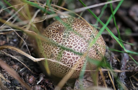 A mushroom hidden between blades of grass. A mushroom hat barely visible between the grass.