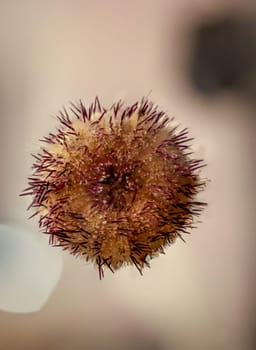 A sea urchin on an aquarium pane. Well to recognize the mouth.