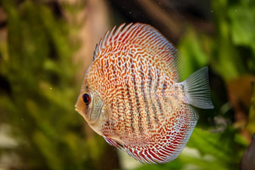 Portrait, close up of discus fish. Discus in aquarium. Amazon tank.
