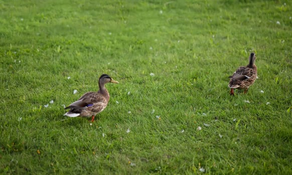 Two mallards on a grassy strip, meadow by a body of water.