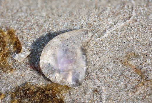 The remains of a washed up jellyfish on the beach of the Baltic Sea.