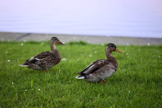 Two mallards on a grassy strip, meadow by a body of water.