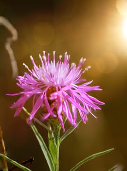 The flower of a knapweed, Centaurea paniculata L. in a meadow.