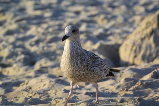 A great black-backed gull on the beach of the Baltic Sea. Portrait of a gull bird.