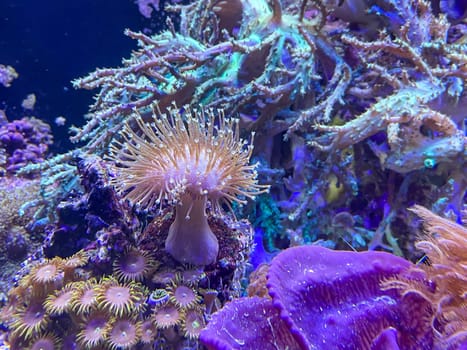Corals, anemones, creatures in a marine aquarium.
