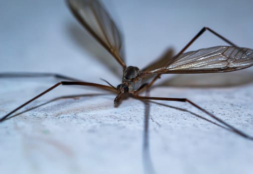 Close-up of a snake, a Tipula paludosa / oleracea. Portrait of a long legged cricket.