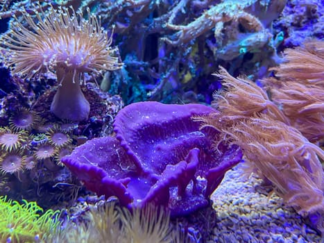 Corals, anemones, creatures in a marine aquarium.