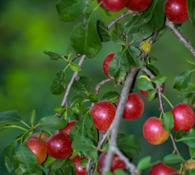 On a branch of a fruit tree in late summer hang many ripe fruits, plums, mirabelles or the like.