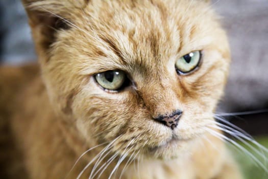 Portrait of a house cat, a cat with yellowish fur.