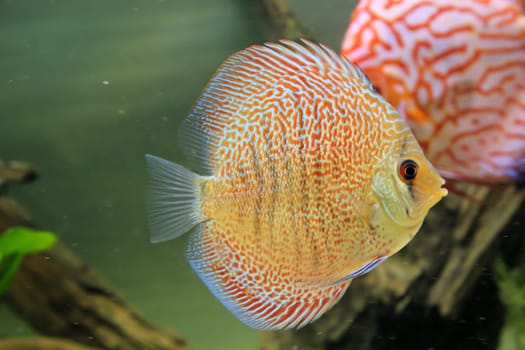 Portrait, close up of discus fish. Discus in aquarium. Amazon tank.