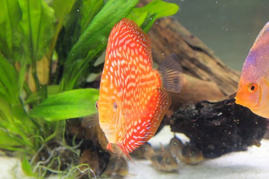 Portrait, close up of discus fish. Discus in aquarium. Amazon tank.