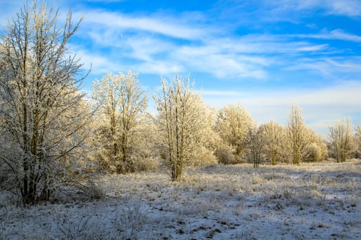 Bueme covered with hoarfrost in a cold winter landscape.