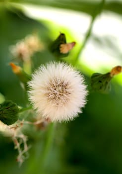 The seed of a faded flower. He has similarity with a dandelion is only much larger.