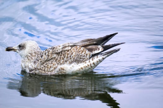 A great black-backed gull in the water of the Baltic Sea. Portrait of a gull bird.
