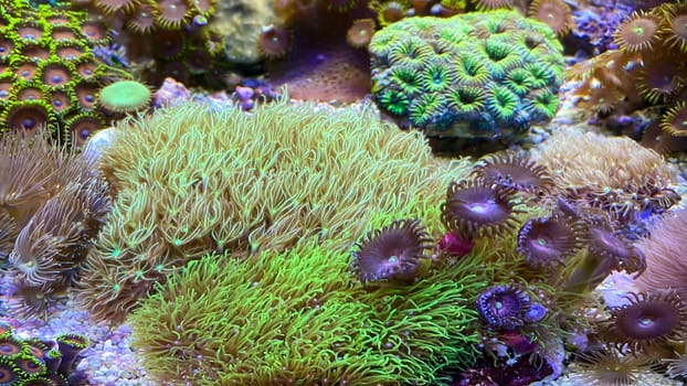 Corals, anemones, creatures in a marine aquarium.