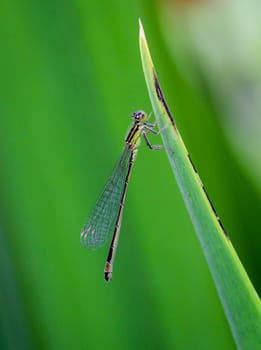 A damselfly on the flower of a plant in midsummer.