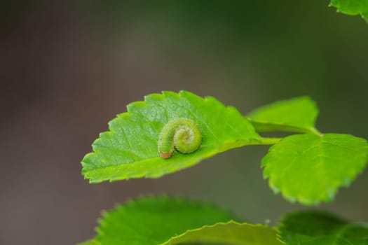 A small green caterpillar curled up on a green leaf, well camouflaged.