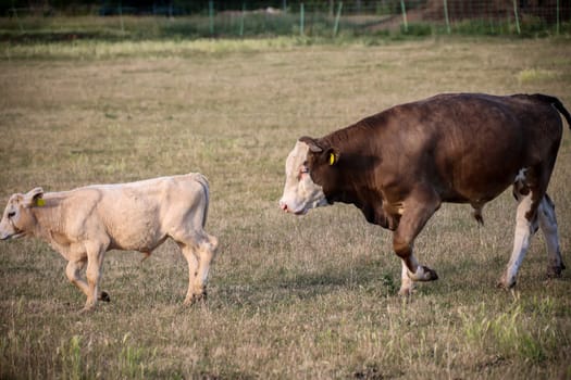 A cow, a calf in a pasture, a meadow.